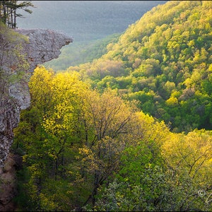 Nature Photography, Buffalo River, Hawksbill Crag, Whitaker Point, Arkansas, Spring, Green, Yellow, Ozark Mountains