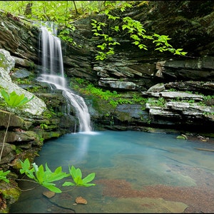 Nature Photography, Waterfall, Buffalo River, Arkansas, Spring, Magnolia Falls, Ferns, Umbrella Magnolia, WDPhotography
