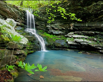 Nature Photography, Waterfall, Buffalo River, Arkansas, Spring, Magnolia Falls, Ferns, Umbrella Magnolia, WDPhotography