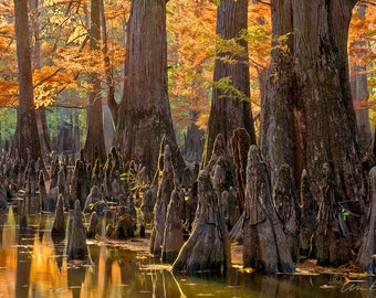 Nature photography, fall, cypress trees, sunrise, wetland, swamp, Arkansas