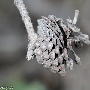 May include: A close-up of a dried pine cone attached to a branch. The cone is light brown and has a rough texture.