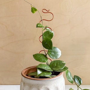 Handcrafted Copper Plant Trellis: Squiggle Stem Support