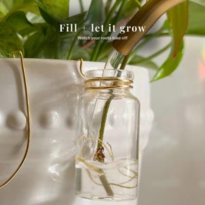 May include: A clear glass propagation bottle with a gold wire wrapped around the neck, holding a plant stem with visible roots. The text "Fill + let it grow" and "Watch your roots take off" is visible.