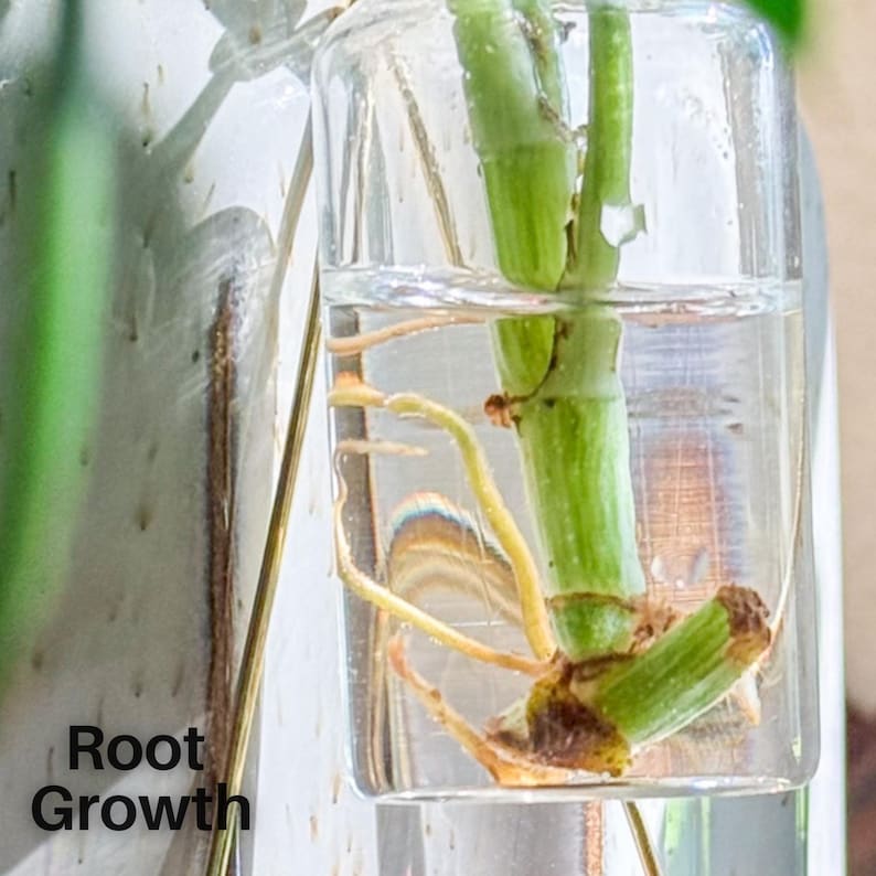 May include: A close-up of a plant cutting in a clear glass container filled with water. The plant stem is green, with visible roots. The text "Root Growth" is in the lower left corner. The background is blurred.