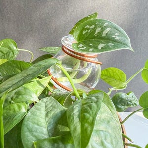 May include: A clear glass propagation vase with copper wire accents holds a plant cutting with green and silver leaves. The plant is surrounded by other green leaves, creating a natural, botanical theme.