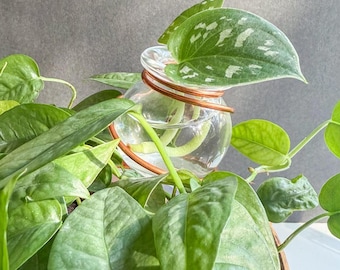 Handmade Copper Plant Propagation Station: Mini Fish Bowl Stake