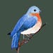 Avatar de MtnBluebirdCo