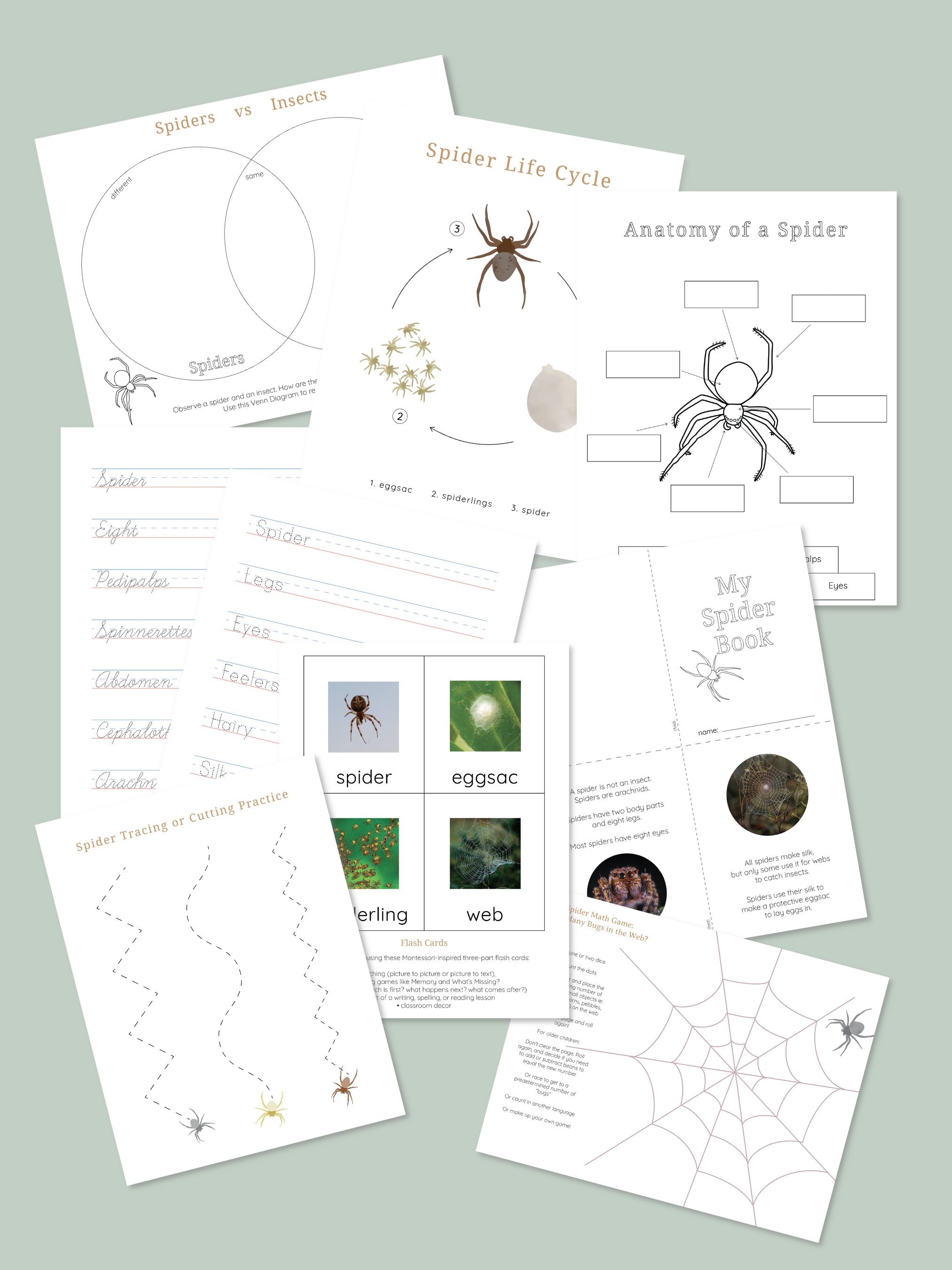 Spider Learning Spider Learning Bundle | Nature Study | Mini Unit | Home School ...