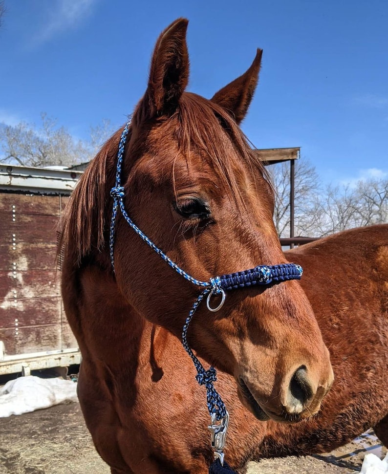 Custom Sidepull Rope Halter with Braided Noseband, Bitless Bridle, Rope Halter, Yacht Rope Halter, Sidepull Halter, Riding Halter image 4