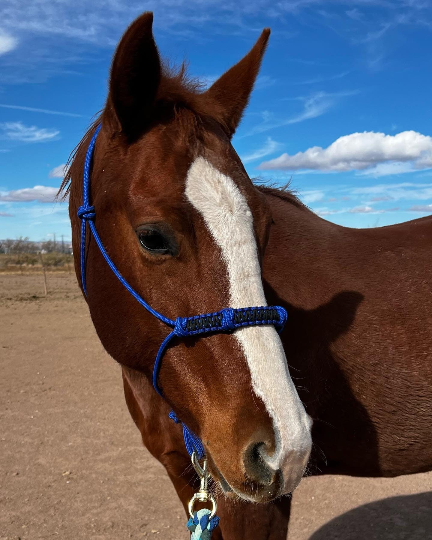 Classic Equine Braided Rawhide Noseband Halter - Nylon Rope Halter With 8ft Lead Rope