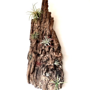 No. 557g:  Sculptural Driftwood Art, Driftwood Wall Sculpture, Rustic Air Plant Holder, Driftwood Art, Driftwood Wall Decor, Rustic Wall Art