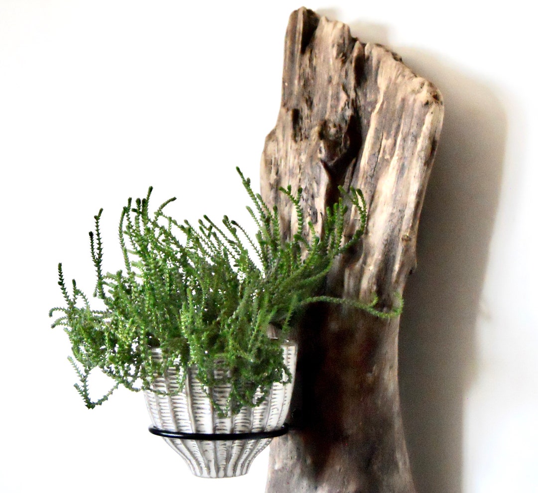 593b Driftwood Plant Hanger, Plant Hanger, Rustic Planter, Driftwood
