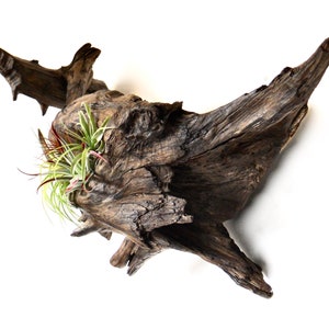 No. 560g:  Sculptural Driftwood Art, Driftwood Wall Sculpture, Driftwood Art, Driftwood Wall Decor, Driftwood Air Plant Holder, Rustic Art