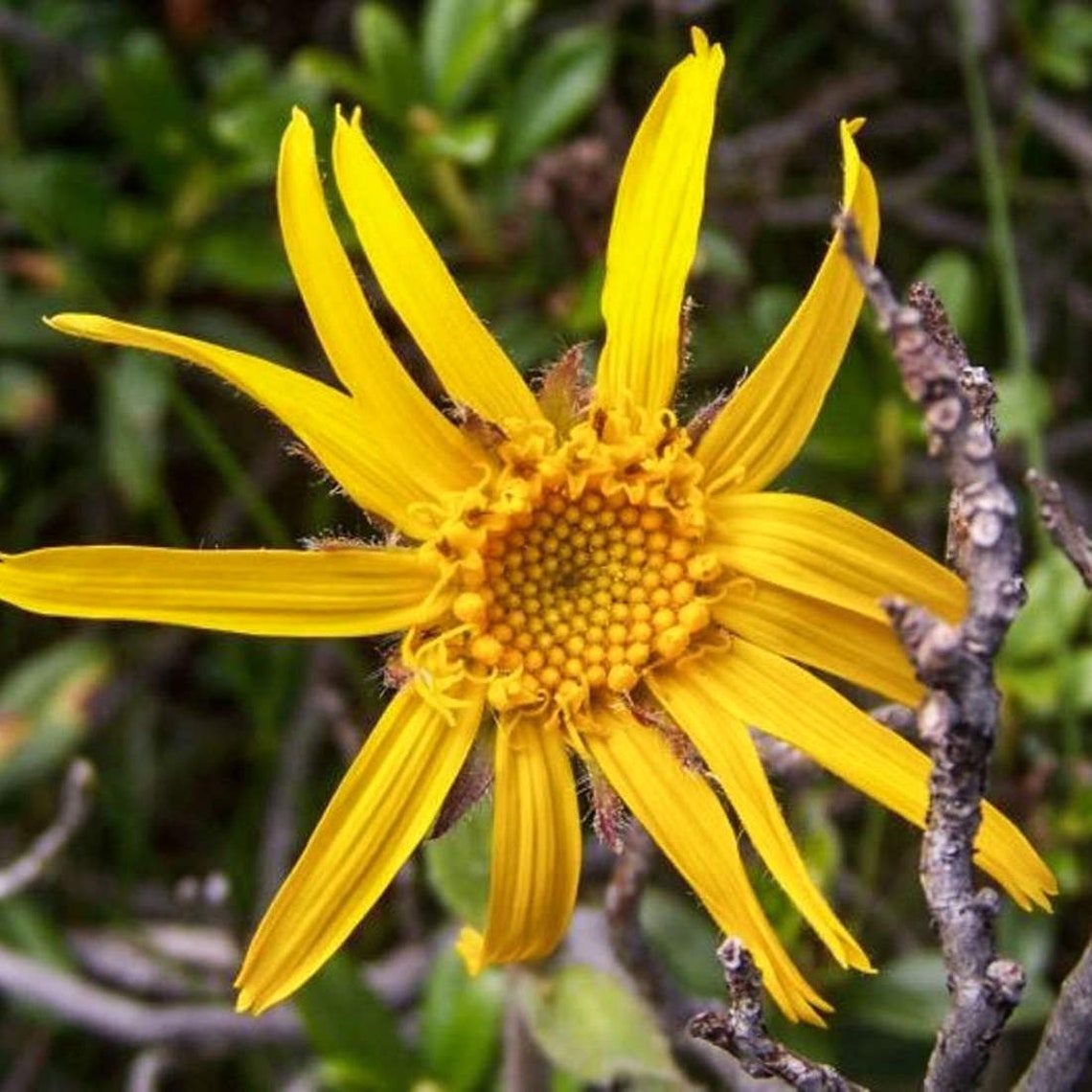 ARNICA Flower 1lb 454g ORGANIC Dried Bulk Herb Arnica Etsy
