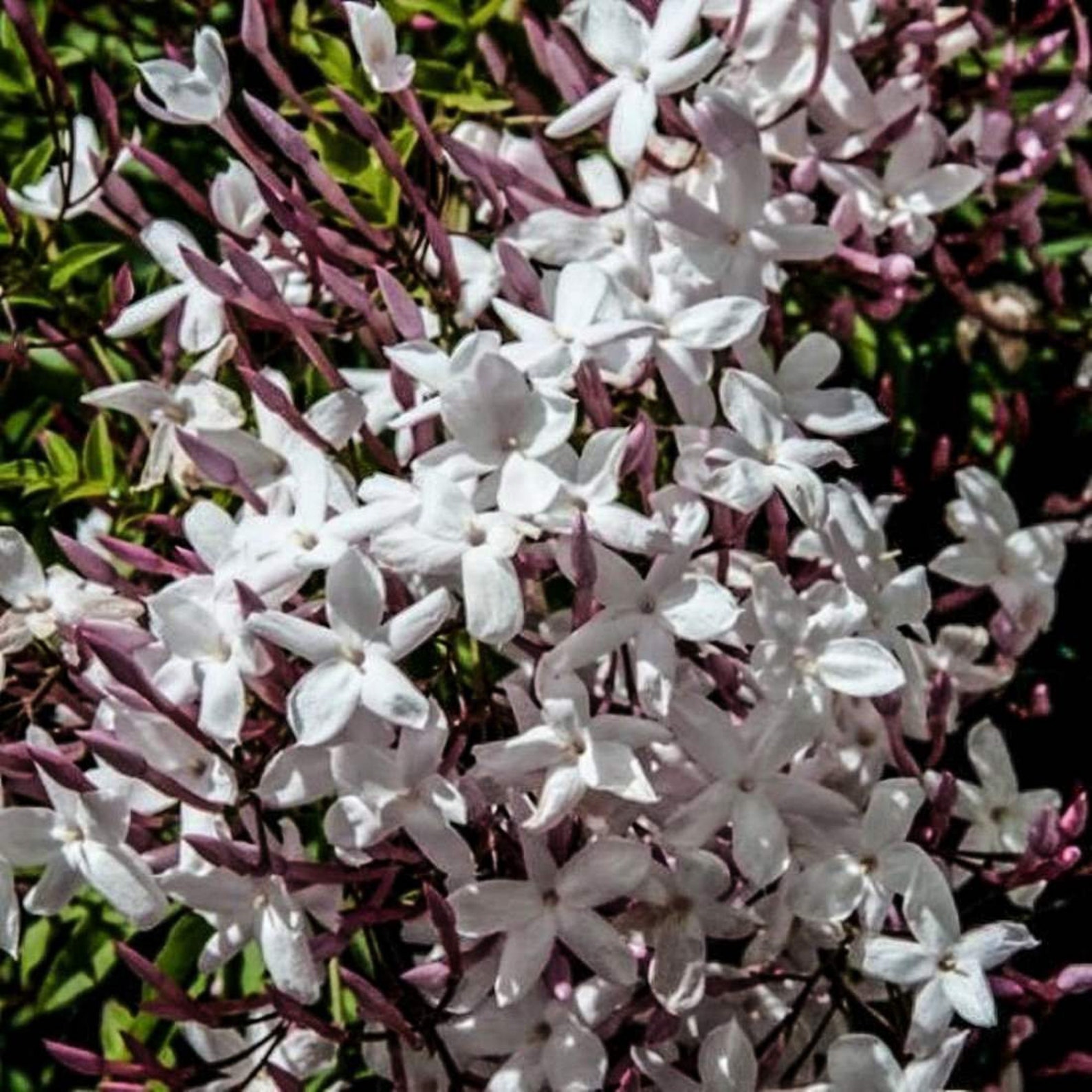 JASMINE Flower 8oz 227g ORGANIC Dried Bulk Herb Jasminum Etsy México