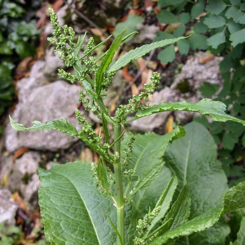 YELLOW DOCK Root 2lb 907g ORGANIC Dried Bulk Herb, Rumex Alpinus L Radix /Available qty from 2oz-4lbs/ image 5