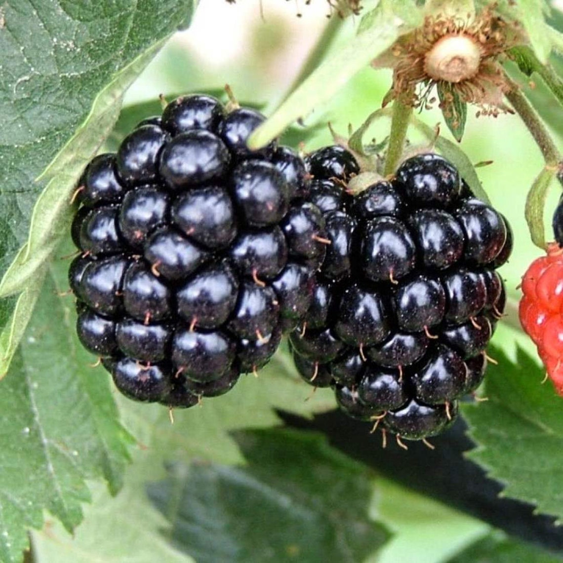 BLACKBERRY Leaf 4lb 1814g ORGANIC Dried Bulk Herb Rubus Sp Etsy