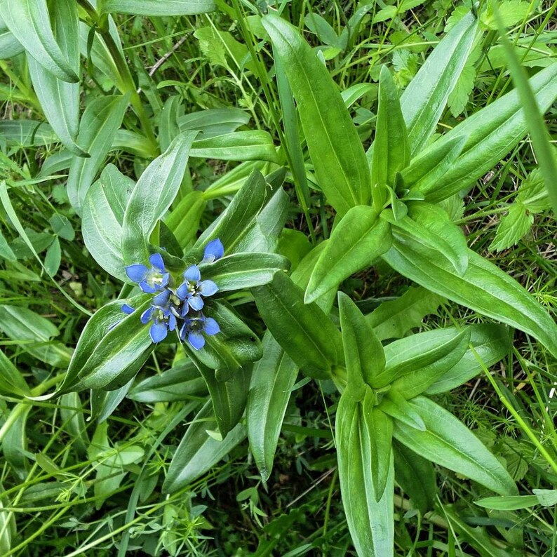 STAR GENTIAN Herb 4oz 113g ORGANIC Dried Bulk Tea Gentiana Etsy