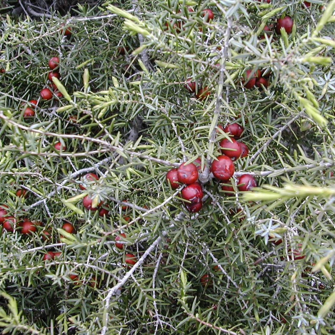 PRICKLY JUNIPER Berries 4lb 1814g ORGANIC Dried Bulk Herb Etsy UK