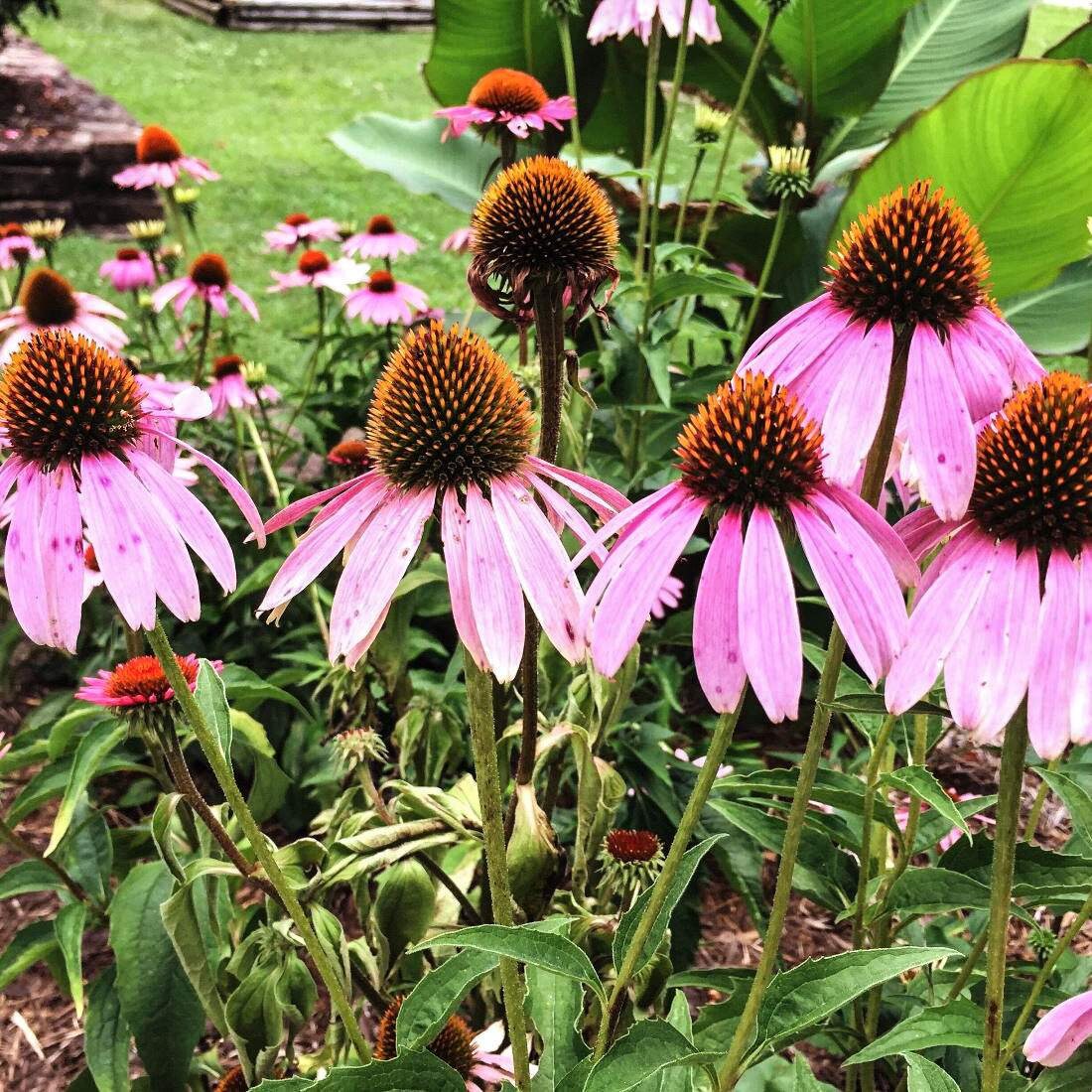 ECHINACEA Root 2oz 57g ORGANIC Dried Bulk Herb Echinacea Etsy UK