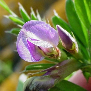 BITTER VETCH Seeds 8oz 227g ORGANIC Dried Bulk Herb, Vicia Ervilia Semens /Available qty from 2oz-4lbs/ image 4