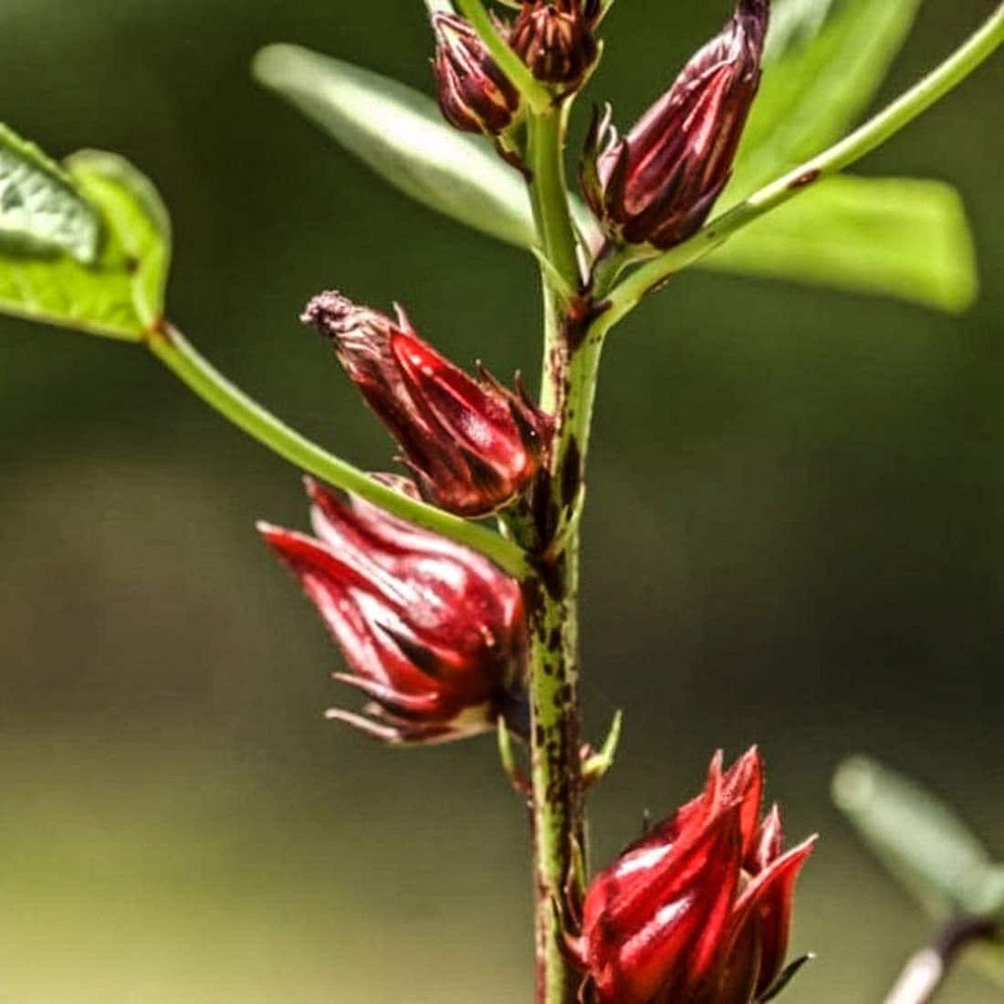 HIBISCUS Flower 1lb 454g ORGANIC Dried Bulk Herb Hibiscus Etsy