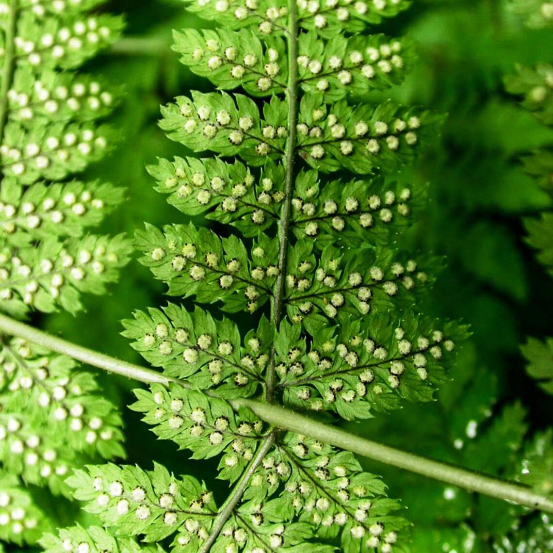 MALE FERN Root 4lb 1814g ORGANIC Dried Bulk Herb Dryopteris Etsy