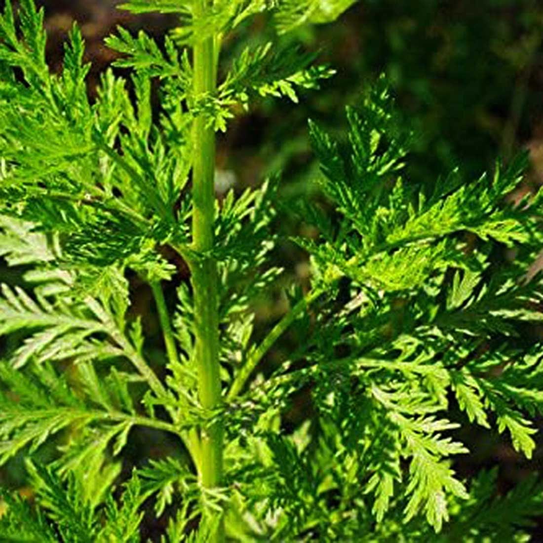 SWEET WORMWOOD Herb 4lb 1814g ORGANIC Dried Bulk Tea Etsy Canada