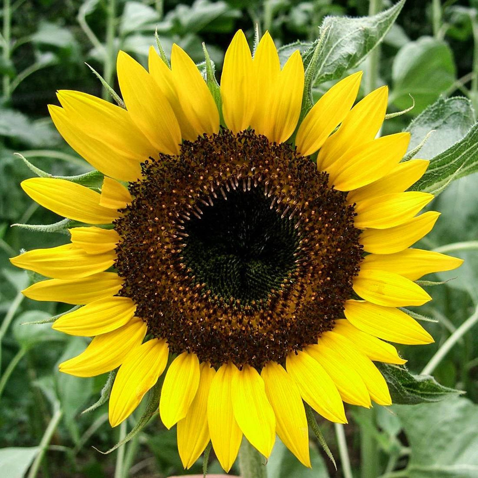 SUNFLOWER Root 4lb 1814g ORGANIC Dried Bulk Herb Helianthi Etsy