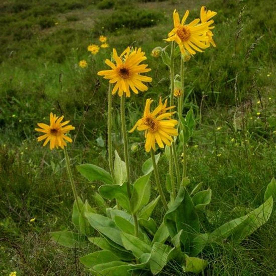 Arnica Flower 1lb 454g Organic Dried Bulk Herb Arnica Etsy