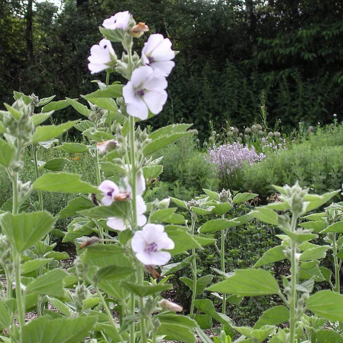 MARSHMALLOW Root 2oz 57g ORGANIC Dried Bulk Herb Althaea Etsy