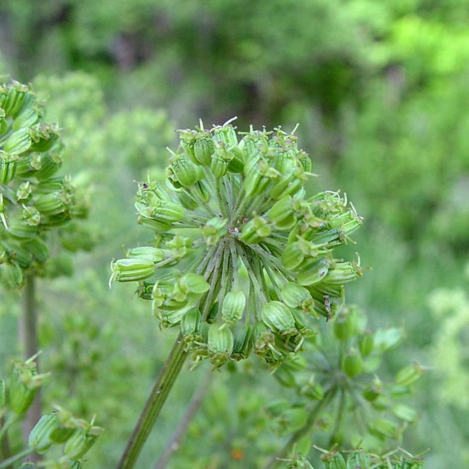 ANGELICA Root 4oz 113g ORGANIC Dried Bulk Herb Angelica Etsy