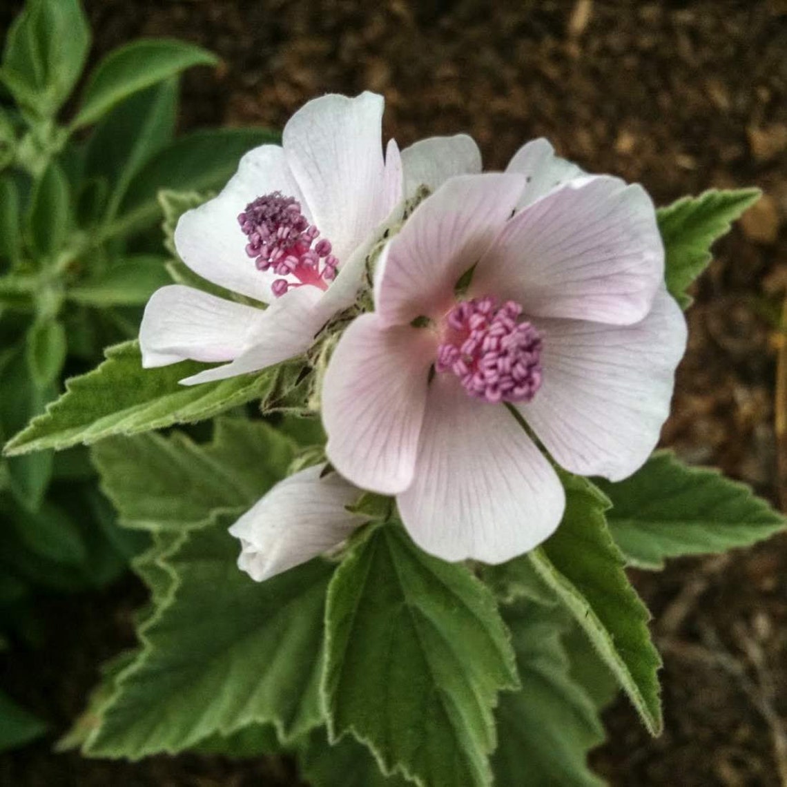 MARSHMALLOW Root 2lb 907g ORGANIC Dried Bulk Herb Althaea Etsy