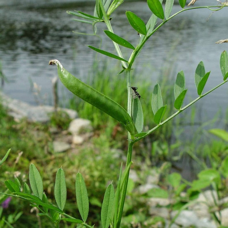 BITTER VETCH Seeds 4oz 113g ORGANIC Dried Bulk Herb, Vicia Ervilia Semens /Available qty from 2oz-4lbs/ image 2