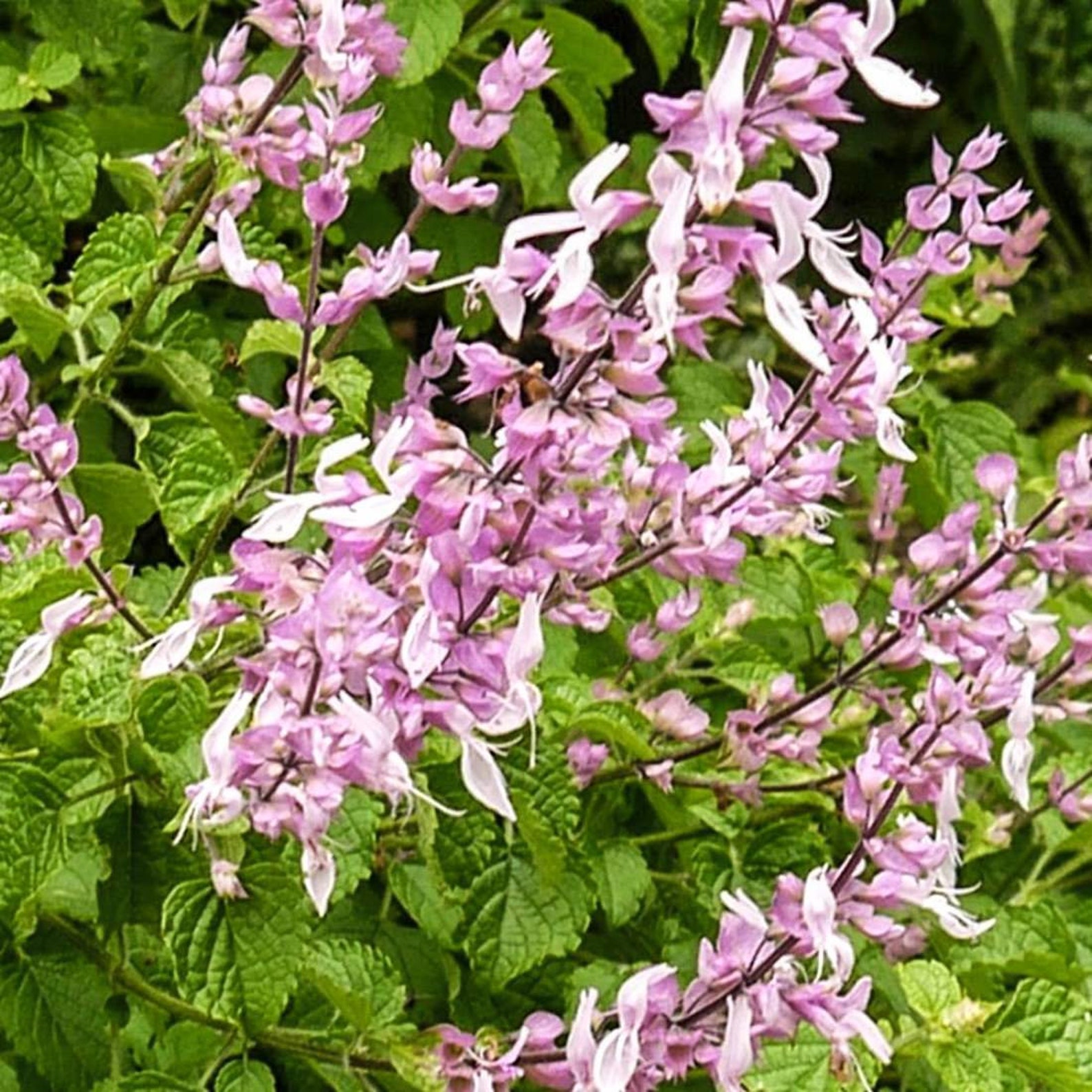 CATS WHISKERS Plant 4oz 113g ORGANIC Dried Bulk Herb Etsy