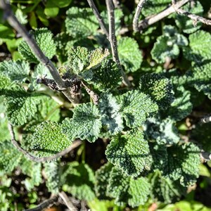 HOREHOUND Herb 2oz 57g ORGANIC Dried Bulk Tea, Marrubium Vulgare Herba /Available qty from 2oz-4lbs/ image 3