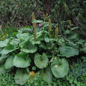 YELLOW DOCK Root 2lb 907g ORGANIC Dried Bulk Herb, Rumex Alpinus L Radix /Available qty from 2oz-4lbs/ image 2