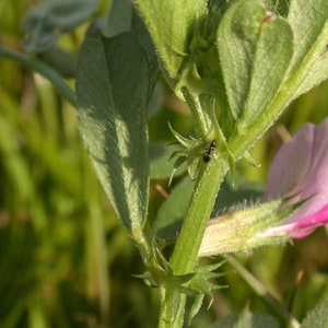 BITTER VETCH Seeds 1lb 454g ORGANIC Dried Bulk Herb, Vicia Ervilia Semens /Available qty from 2oz-4lbs/ image 3