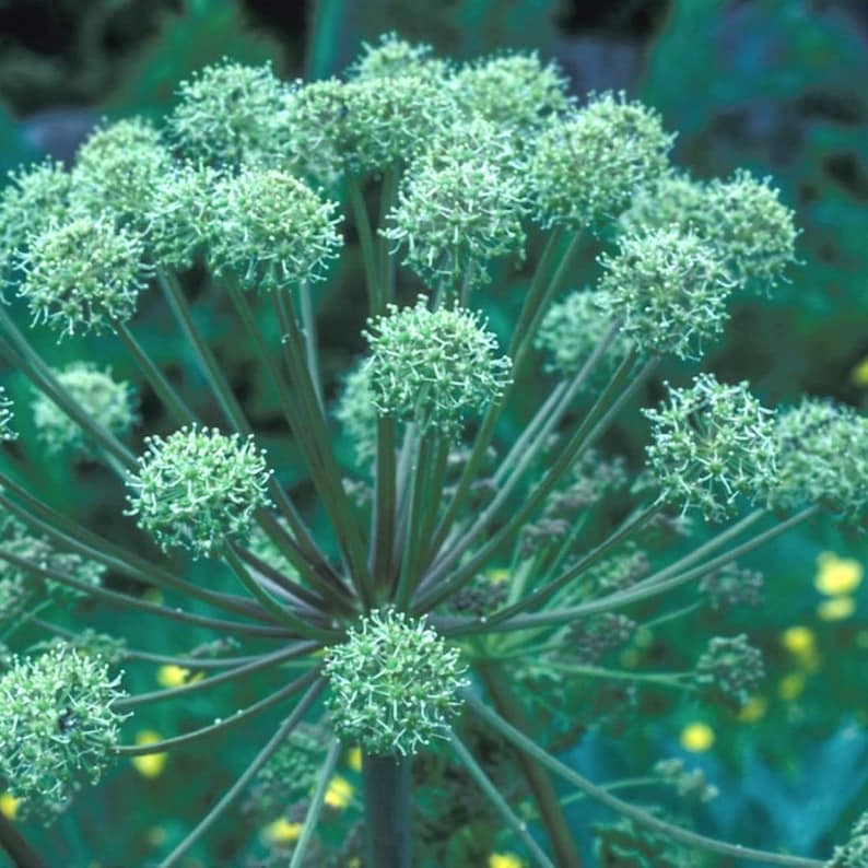 ANGELICA Root 4oz 113g ORGANIC Dried Bulk Herb Angelica Etsy