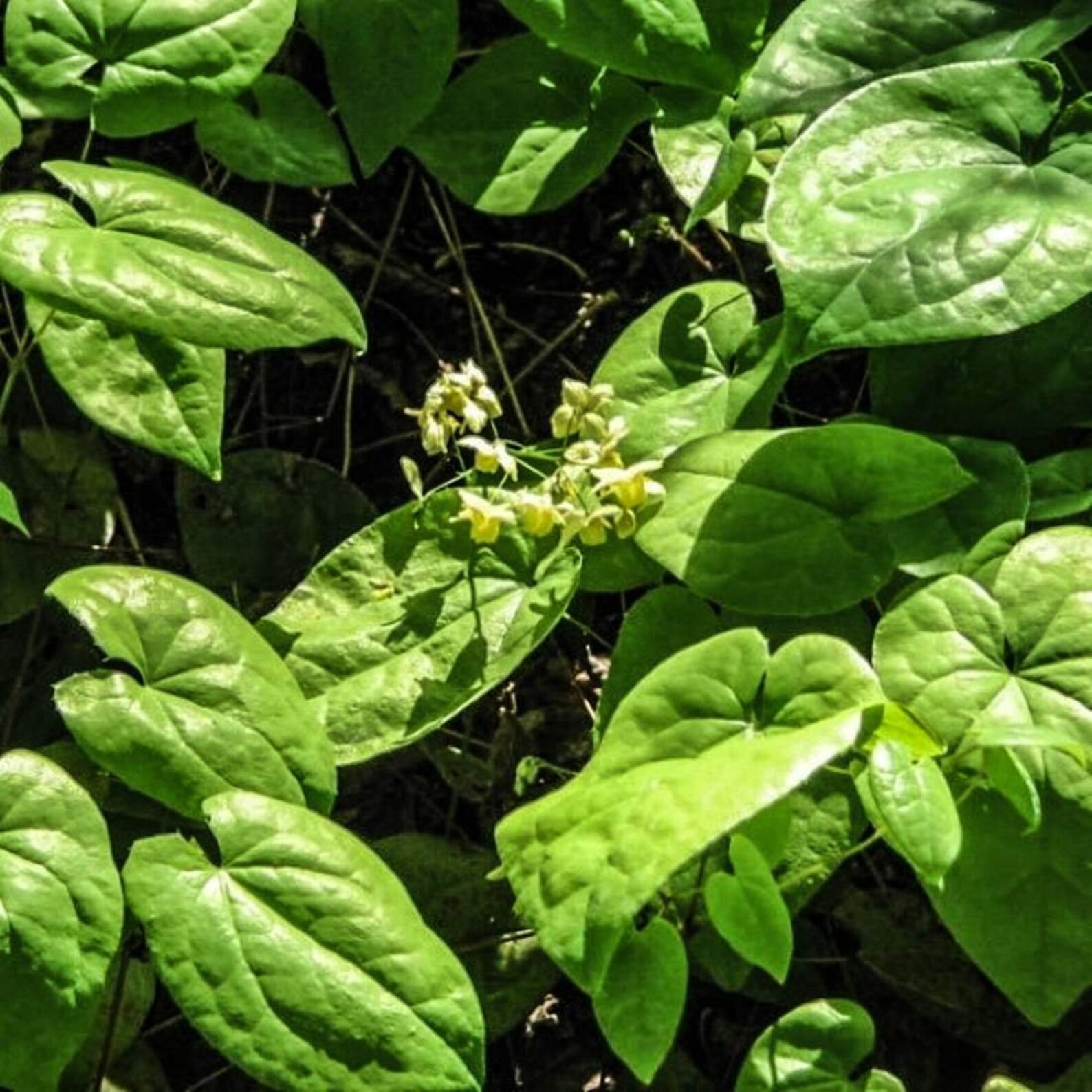 Horny Goat Weed Herb 2lb 907g ORGANIC Dried Bulk Tea Etsy