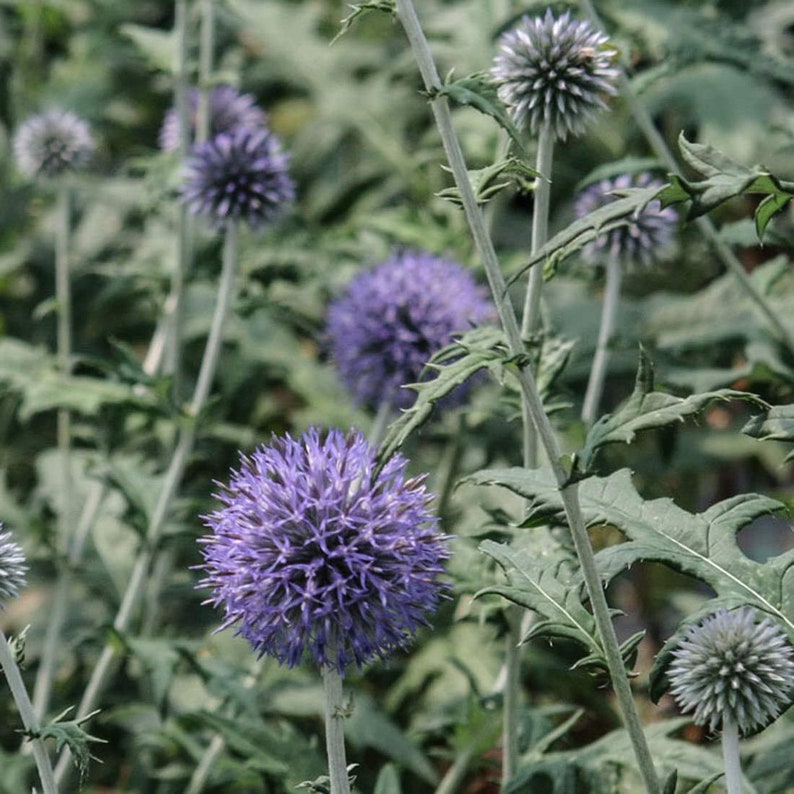 GLOBE THISTLE Flower 1lb 454g ORGANIC Dried Bulk Herb Etsy