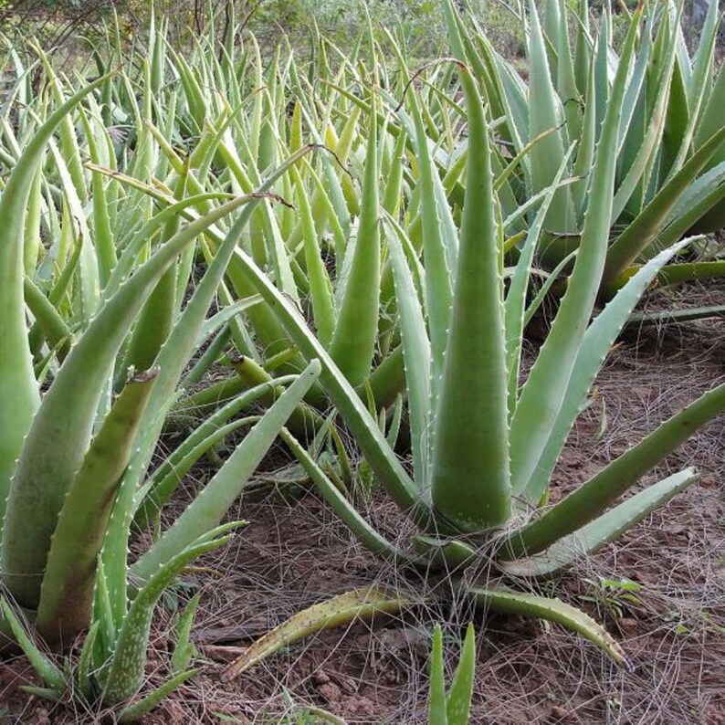 ALOE VERA Plant Extract 4oz 113g ORGANIC Dried Bulk Herb Etsy