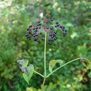 DWARF ELDER Berries 1lb 454g ORGANIC Dried Bulk Herb, Sambucus Ebulus L Fructus /Available qty from 2oz-4lbs/ image 3