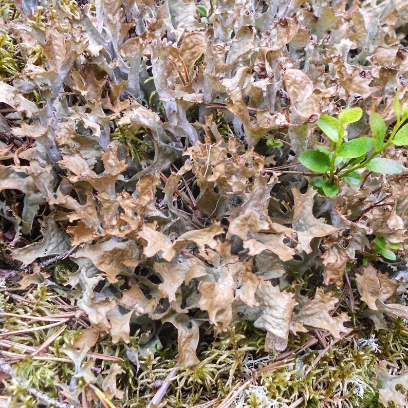 ICELAND MOSS Herb 4oz 113g ORGANIC Dried Bulk Tea, Cetraria Islandica Herba /Available qty from 2oz-4lbs/ image 5