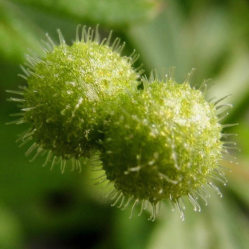 CLEAVERS Herb 4oz 113g ORGANIC Dried Bulk Tea Galium Etsy