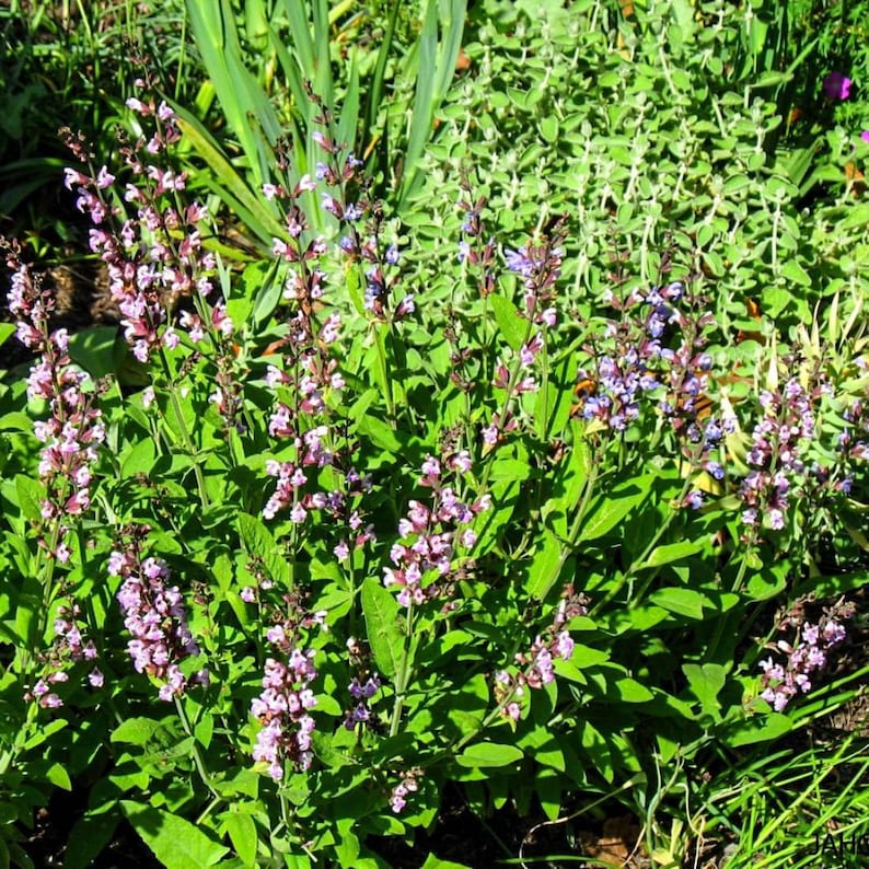 GARDEN SAGE Leaf 4oz 113g ORGANIC Dried Bulk Herb Salvia Etsy