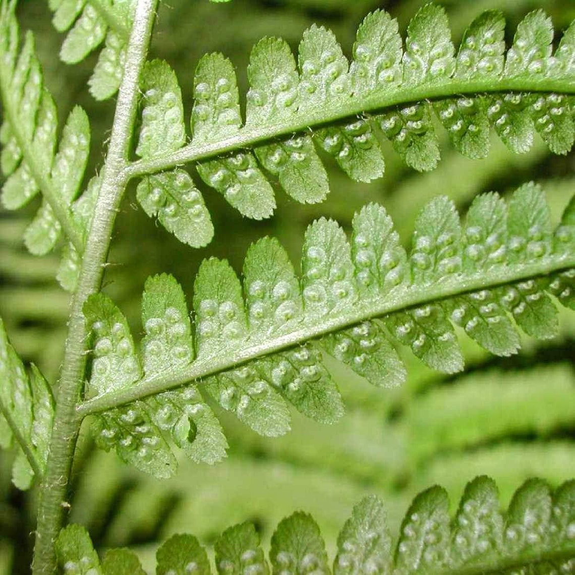 MALE FERN Root 4lb 1814g ORGANIC Dried Bulk Herb Dryopteris Etsy