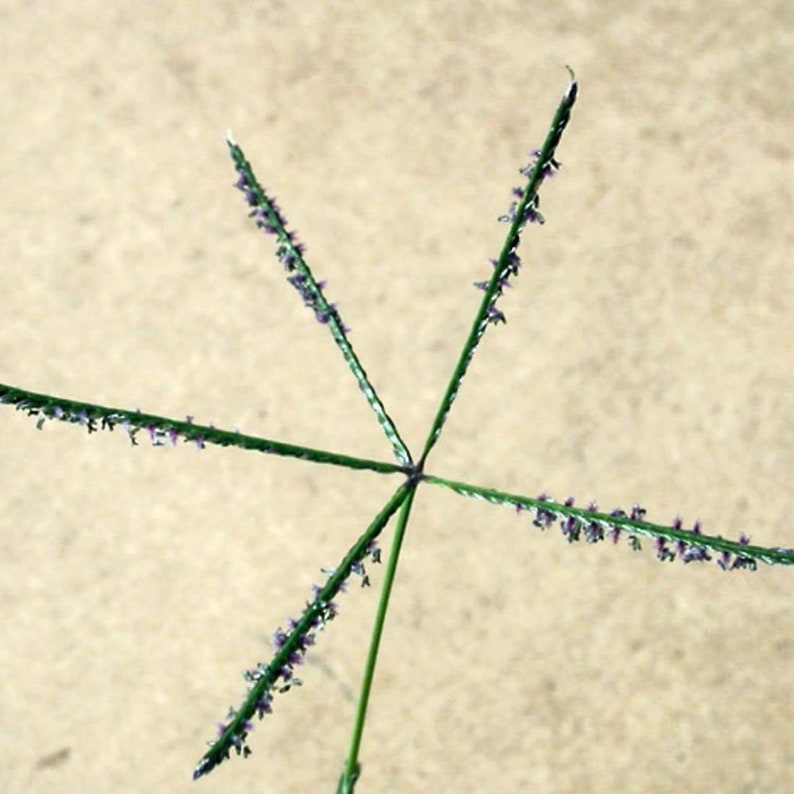 BERMUDA GRASS Root 4oz 113g ORGANIC Dried Bulk Herb, Cynodon Dactylon Radix /Available qty from 2oz-4lbs/ image 3