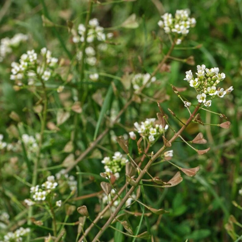 SHEPHERDS PURSE Herb 4oz 113g ORGANIC Dried Bulk Tea Etsy