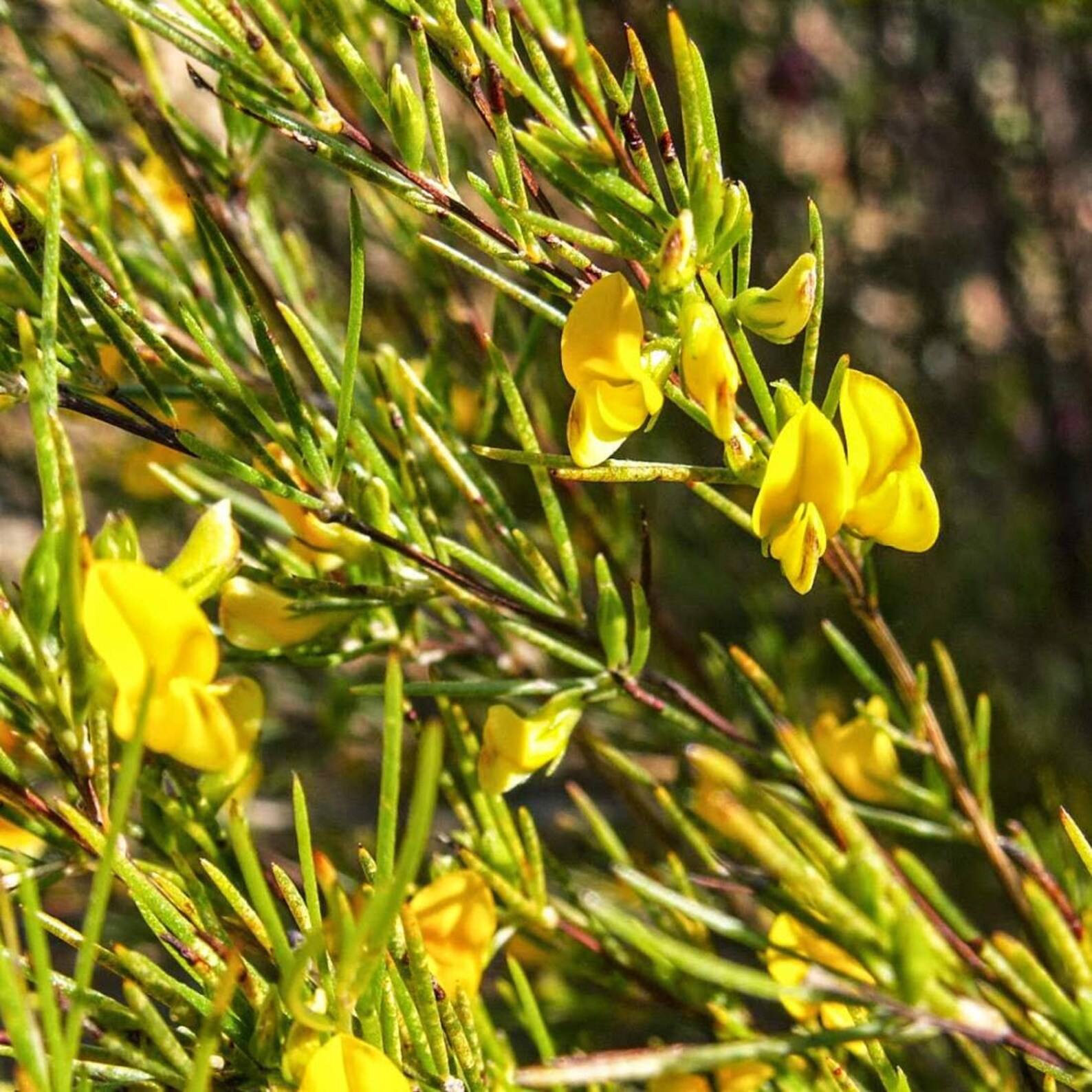 ROOIBOS GREEN Leaf Tea 4lb 1814g ORGANIC Dried Bulk Herb Etsy